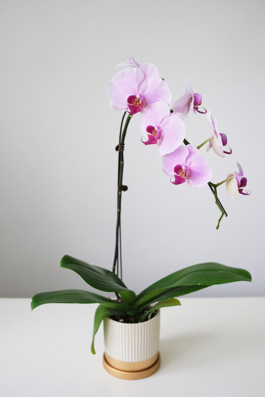 Potted Phalaepnosis Orchid