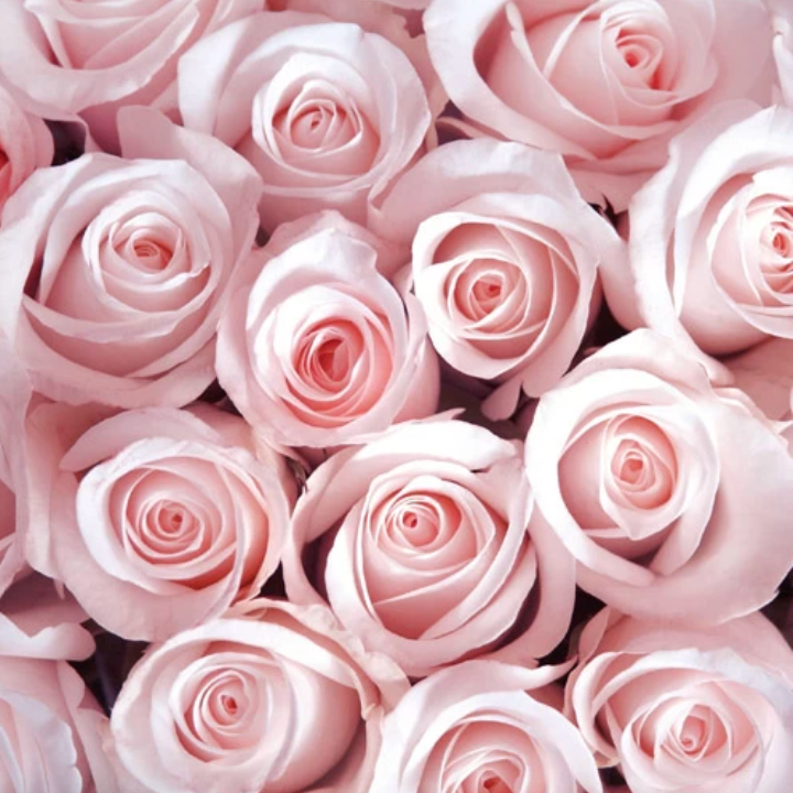 Fresh Roses bouquet { Red & Pink}