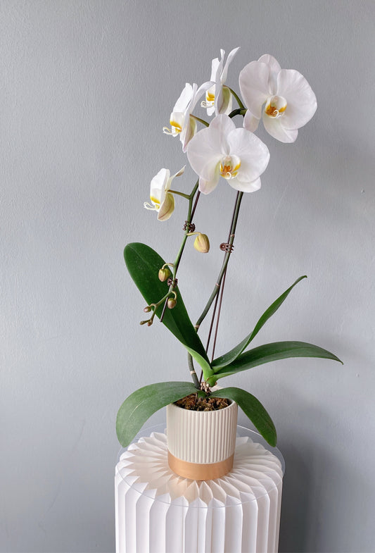 Phalaepnosis Orchid in Pot