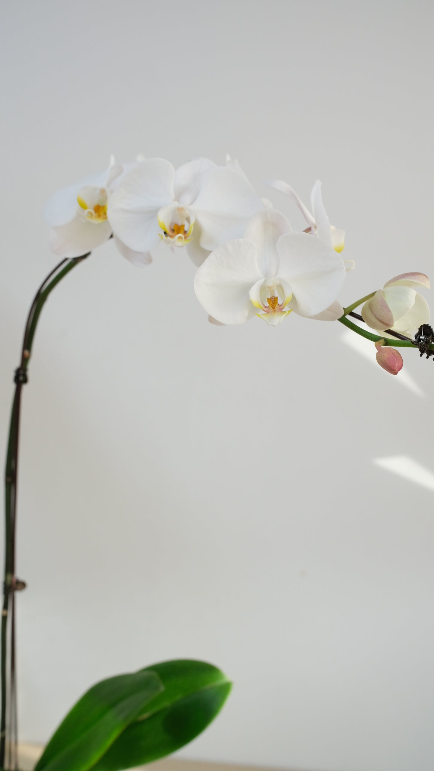 Potted Phalaenopsis Orchid