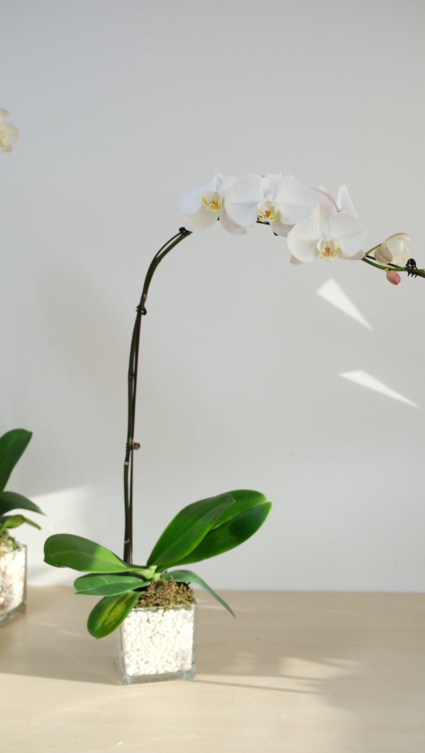 White orchid branch with green leaves against a white wall