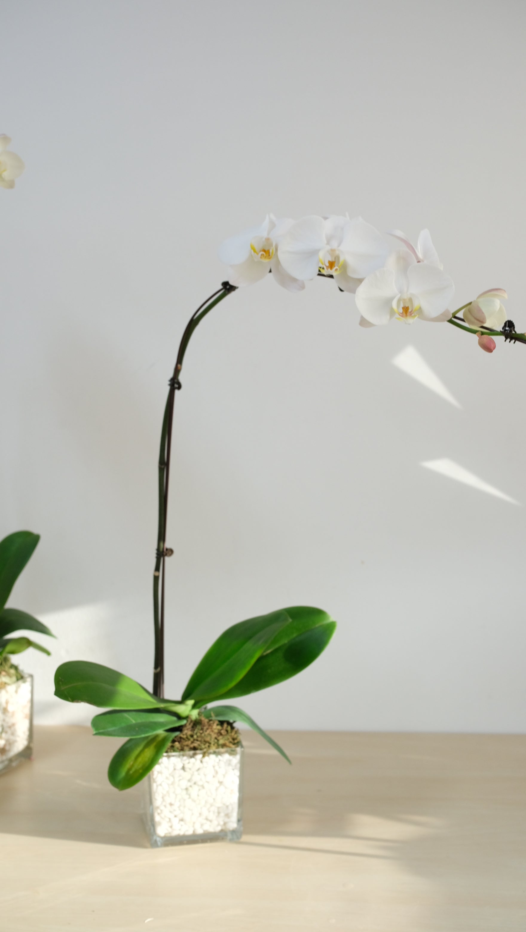 White orchid branch with green leaves against a white wall