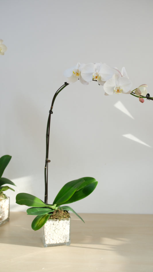White orchid branch with green leaves against a white wall