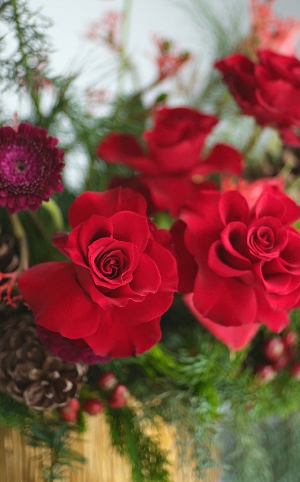Fresh Christmas centrepiece in a gold vase with red roses, pink anthuriums and pine foliage