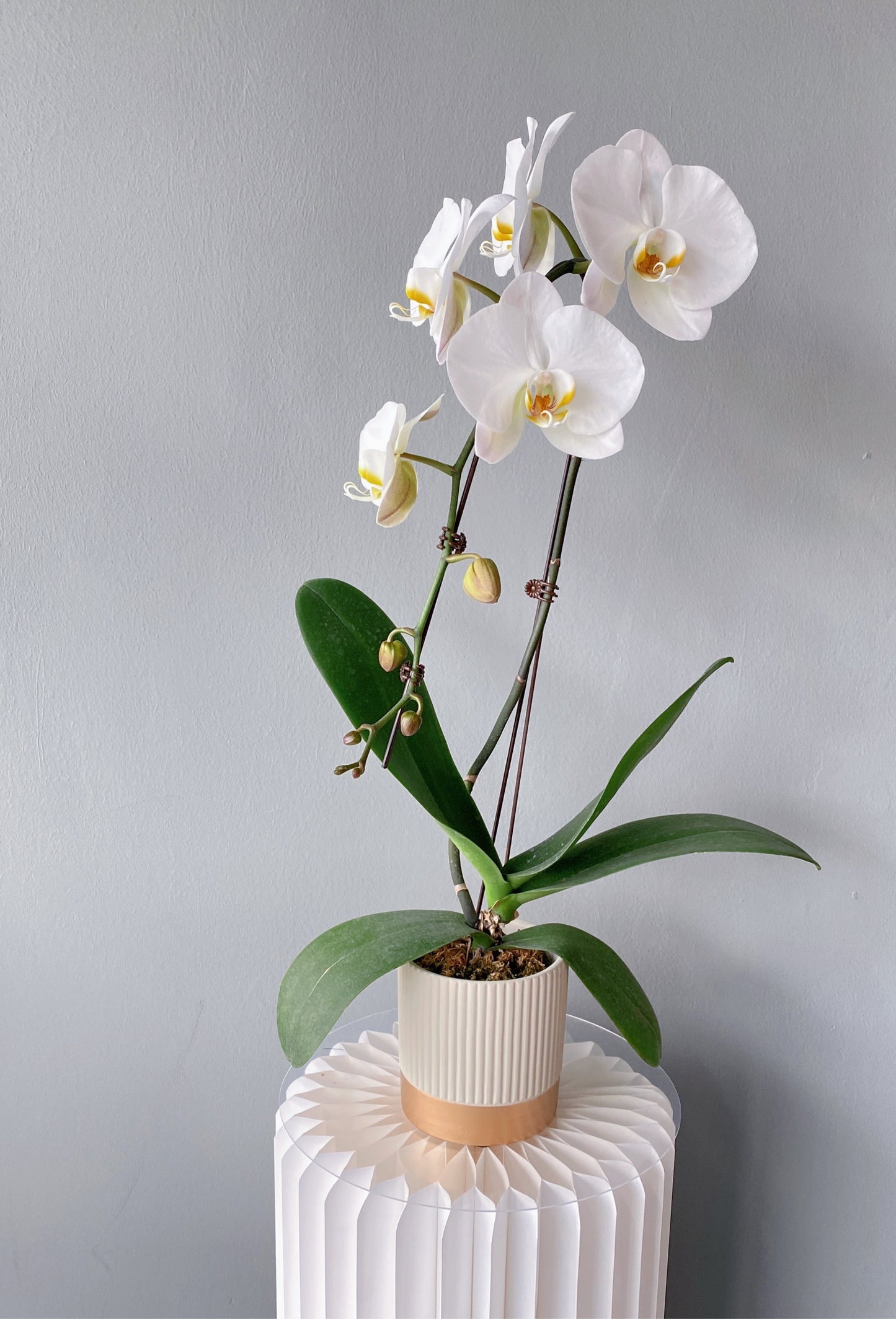 Phalaepnosis Orchid in Pot