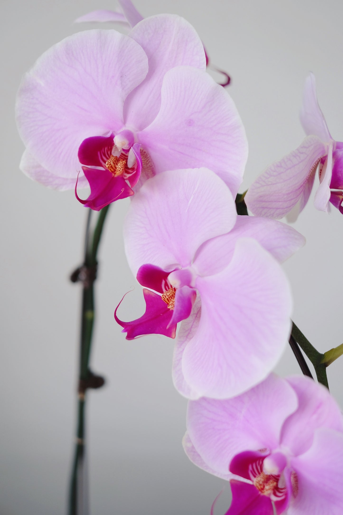 Phalaepnosis Orchid in Pot