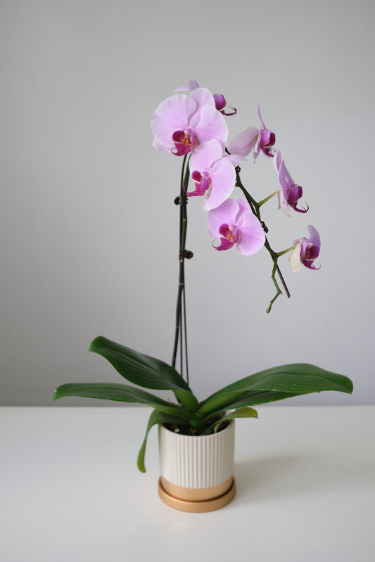 Phalaepnosis Orchid in Pot